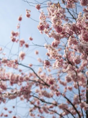 在线免费观看网站樱花动漫封面——青空之约，校园治愈系，画风清新柔和
